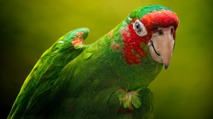 Green parrot with red markings on head