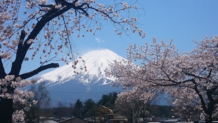 Mount Fuji with Cherry Blossoms