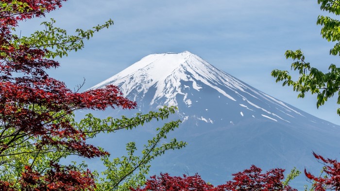 Mount Fuji with Maple Trees