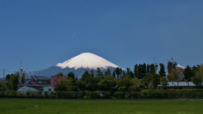 Mount Fuji with Koinobori and green field