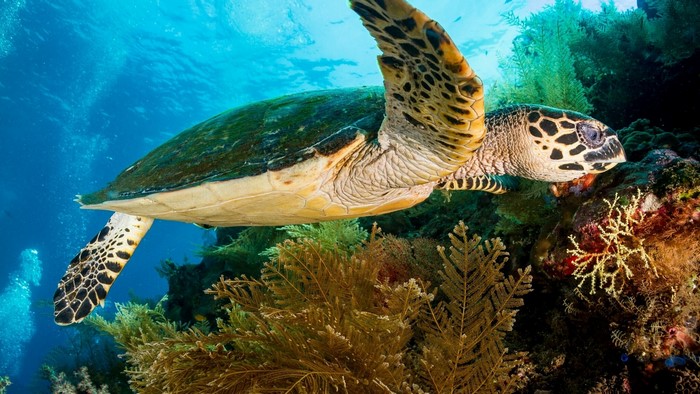 Hawksbill sea turtle swimming near coral reef