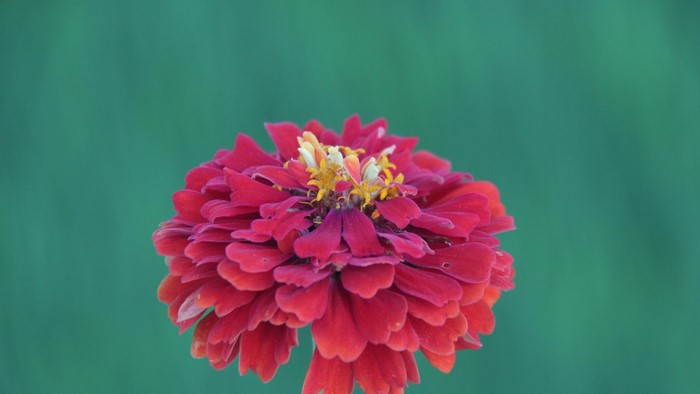 Red Zinnia Flower