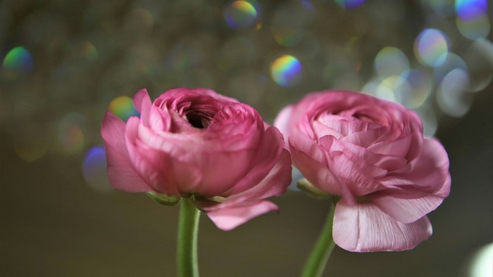 Two pink ranunculus flowers with bokeh background