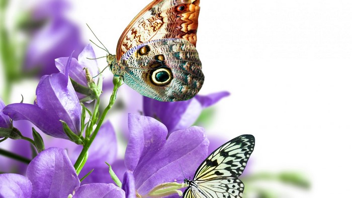 Two butterflies on purple flowers