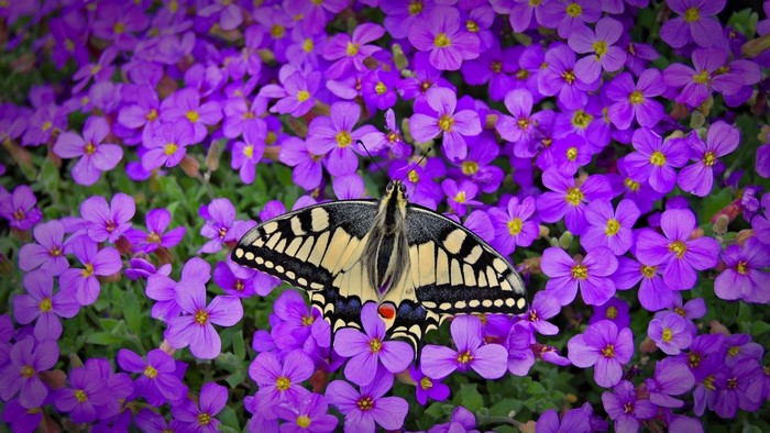 Butterfly on purple flowers