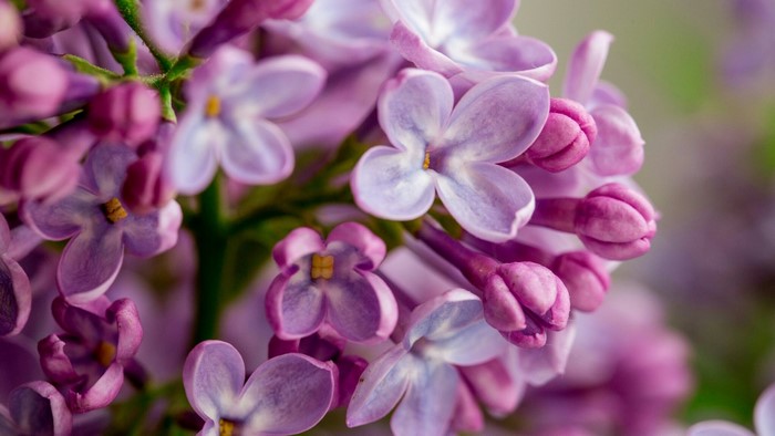 Close-up of purple lilac flowers