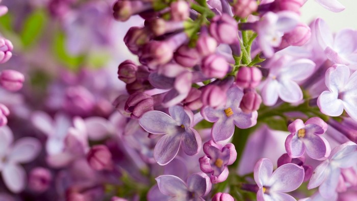 Close-up of Purple Lilac Flowers