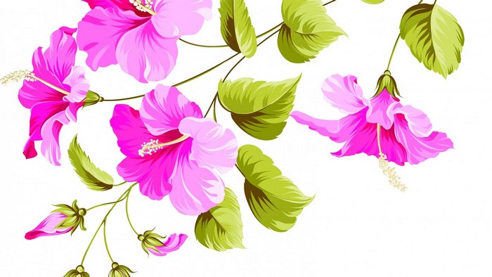 Pink Hibiscus Flowers and Leaves Vector Art