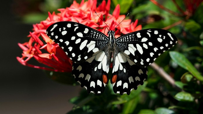 Black and white butterfly on red flowers