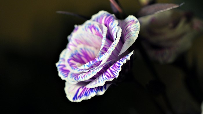 Close-up of a striped rose flower