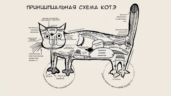 Schematic diagram of a cat