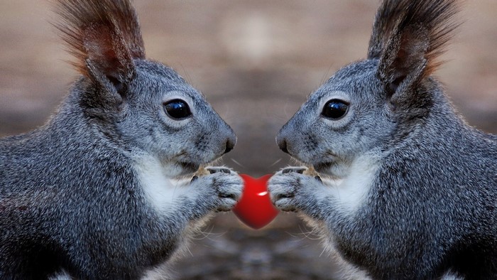 Two squirrels holding a red heart