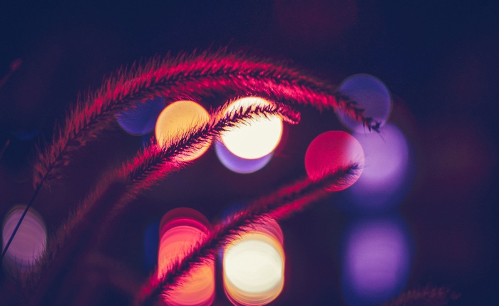 Red grass with colorful bokeh lights at night