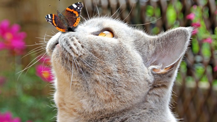 4K Cat with Butterfly on Nose