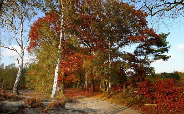 Autumn forest path with colorful trees and fallen leaves