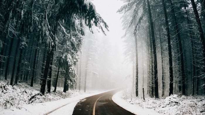 Road through a snowy forest