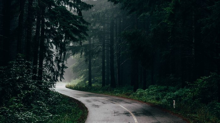 Winding Road Through a Dark Forest