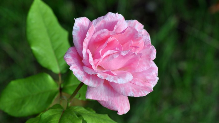 Pink rose with green leaves
