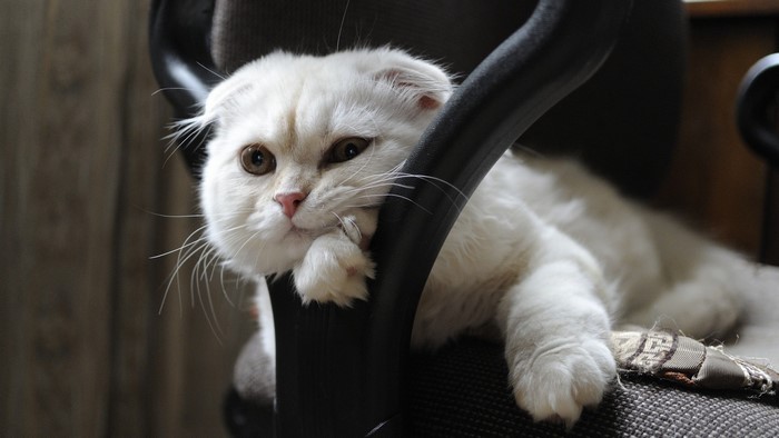 White Scottish Fold cat resting on a chair