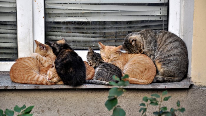 Group of cats sleeping on a windowsill