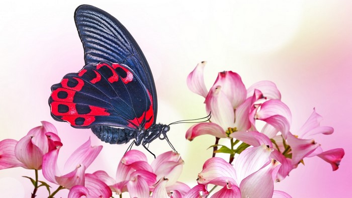 Butterfly on pink flowers