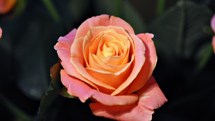Close-up of a peach and pink rose