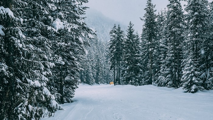Snowy forest path with pine trees