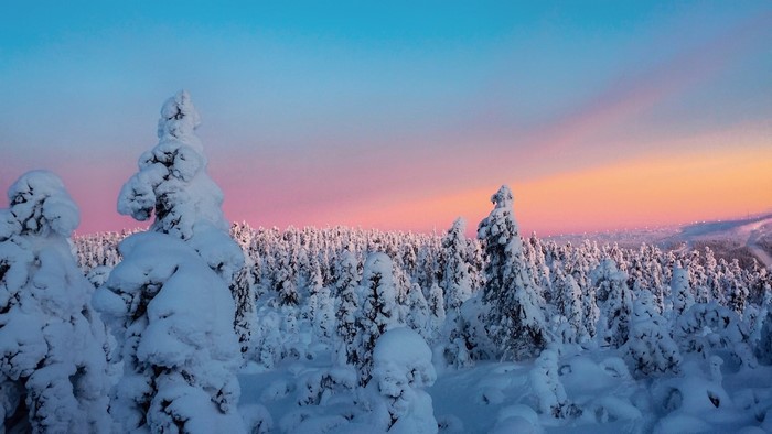 Snow-covered trees at sunset