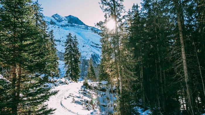 Snowy mountain path through a pine forest