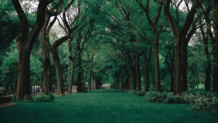 Tree-lined path in a park