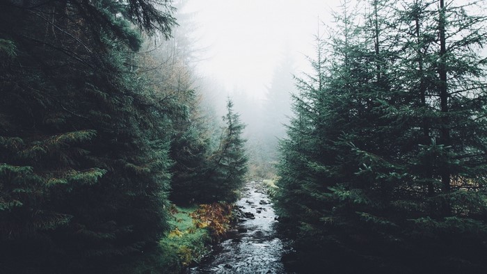 Misty forest with a stream