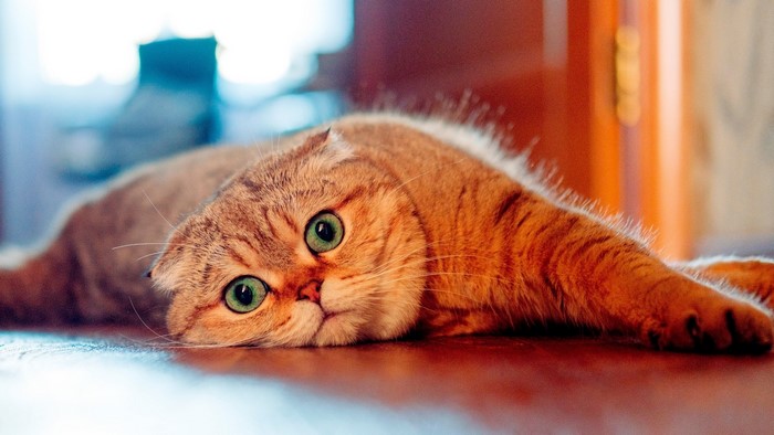 Golden Scottish Fold Cat with Green Eyes