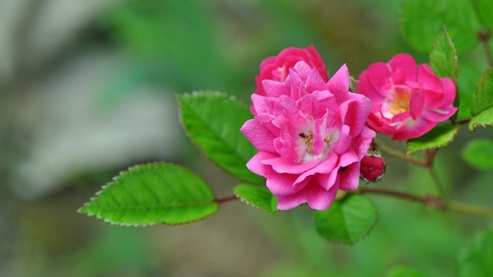 Pink roses with green leaves