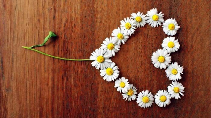 Heart shape made of daisies on a wooden background