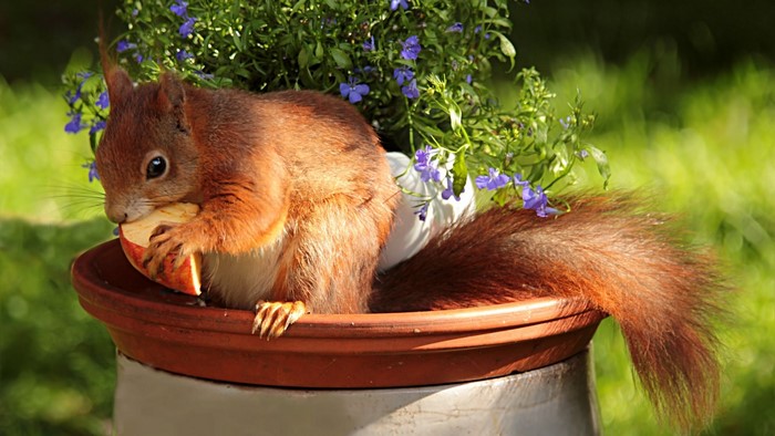Red squirrel eating an apple in a flower pot