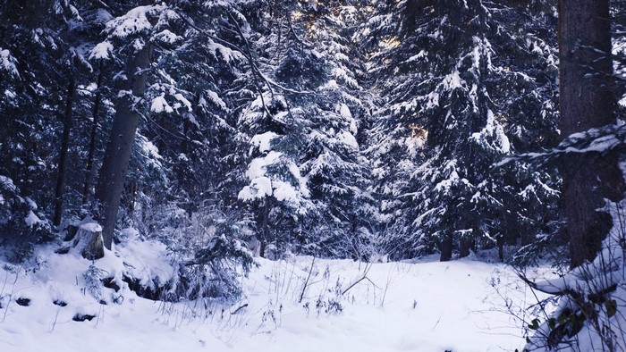 Snowy forest with tall pine trees
