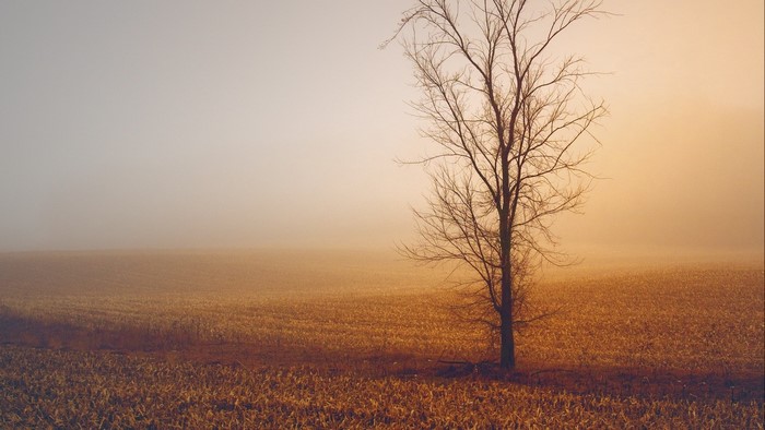 Bare tree in a foggy field at sunrise