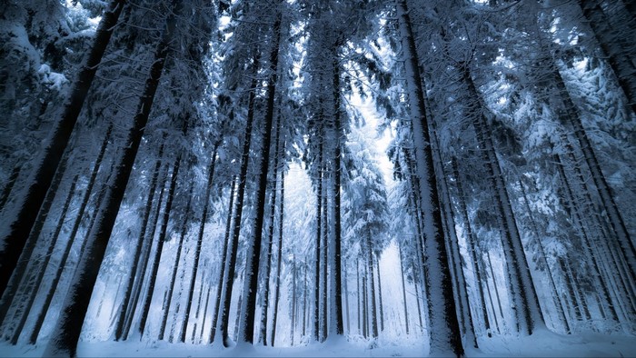 Snow-covered trees in a forest
