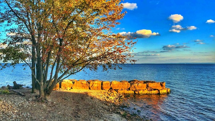 Autumn tree by the water with stone wall