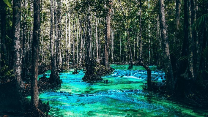 Turquoise river flowing through a dense forest