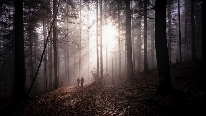 Two people walking in a misty forest