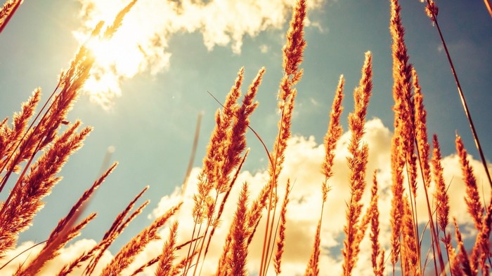 Golden grass stalks against a cloudy sky