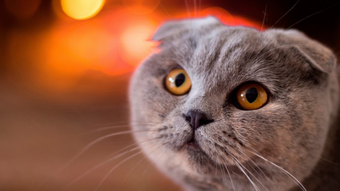 Scottish Fold Cat with Orange Bokeh Background