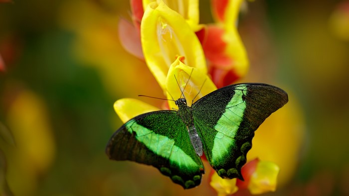 Green butterfly on yellow flowers
