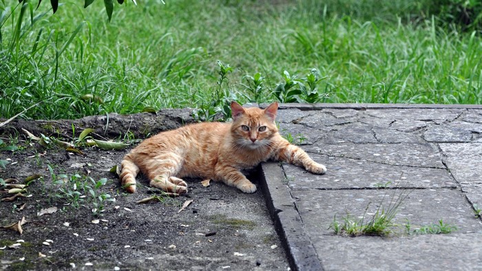 Orange tabby cat lying on stone path