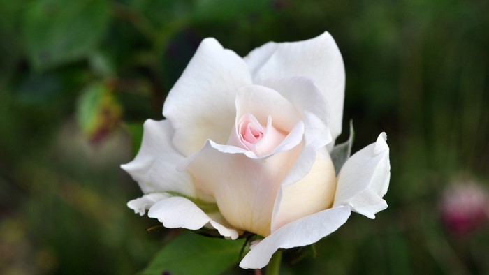 Close-up of a white and pink rose