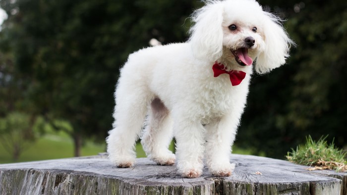 White poodle wearing a red bow tie