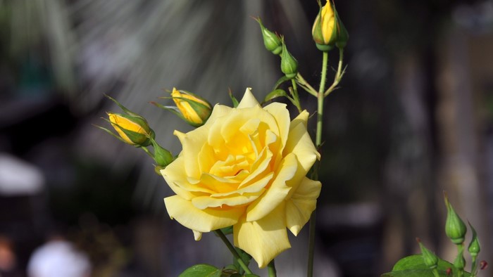 Yellow rose with buds