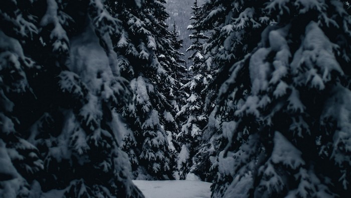 Snow-covered pine trees in a forest