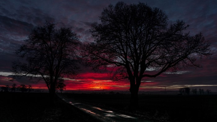 Silhouetted trees against a dramatic sunset
